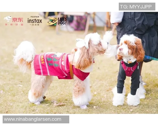 世界狗狗敏捷赛盛况空前萌宠们齐聚竞技展风采